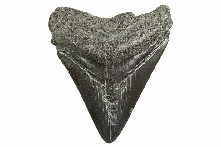 Juvenile Megalodon Tooth - South Carolina #340600